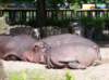 Tumbnail - Tierpark Schönbrunn
