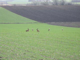 Tiere Bild_01