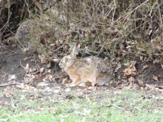Tiere Bild_02
