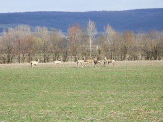 Tiere Bild_03
