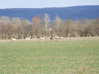 Tiere Bild_04