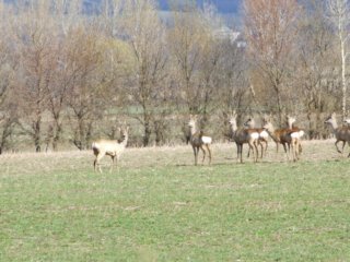 Tiere Bild_05