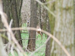 Tiere Bild_06