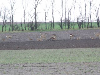 Tiere Bild_07