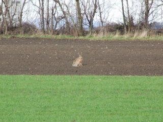 Tiere Bild_08