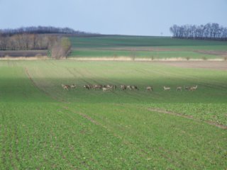 Tiere Bild_09