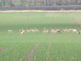 Tiere Bild_10