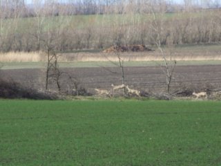 Tiere Bild_11